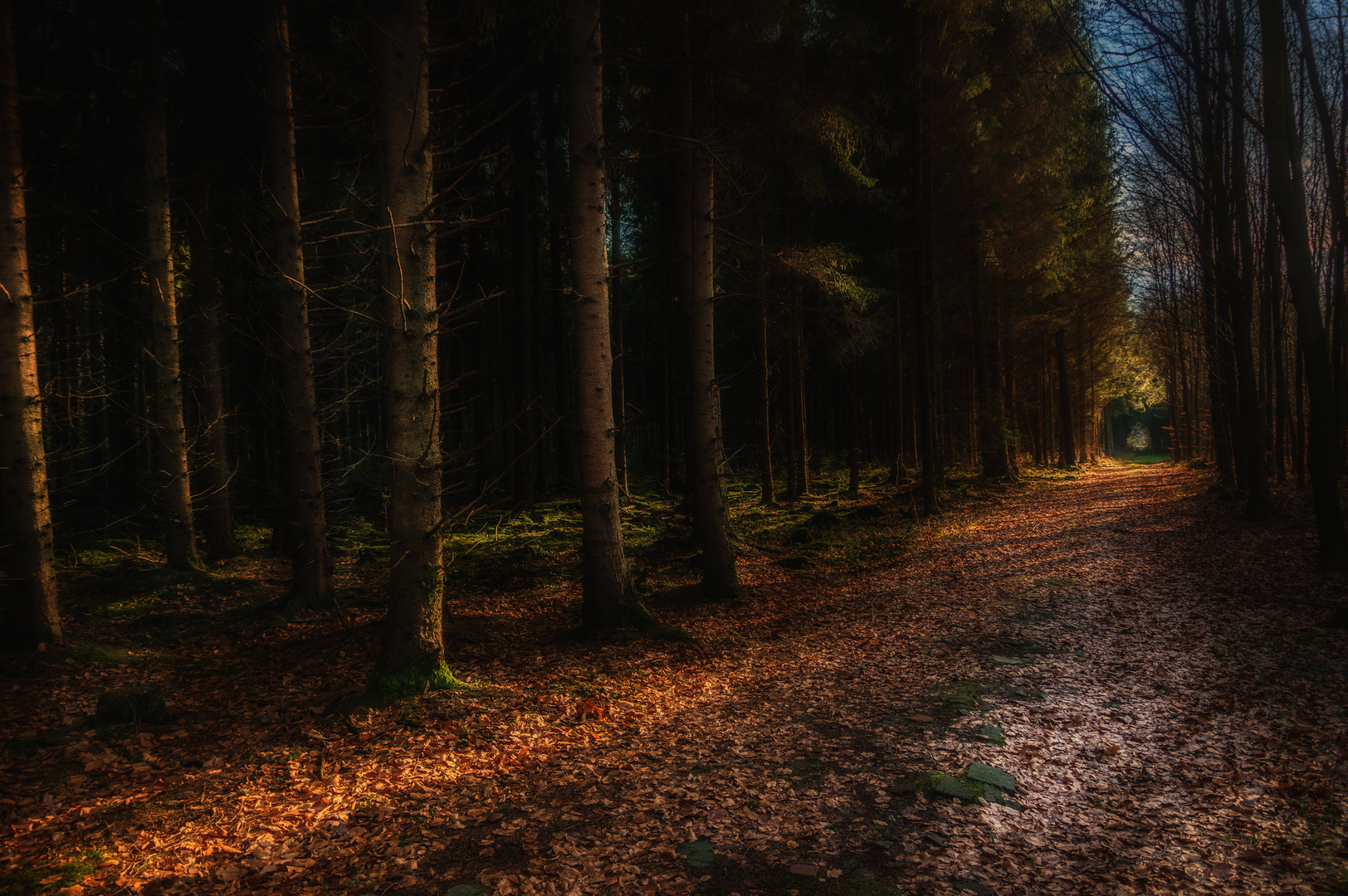 Sonntagsspaziergang im Wald