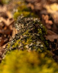 Sonntagsspaziergang in Ludwigsfelde