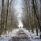 Sonntagsspaziergang in winterlicher und sonniger Landschaft - bevor das Schmuddelwetter wieder kommt