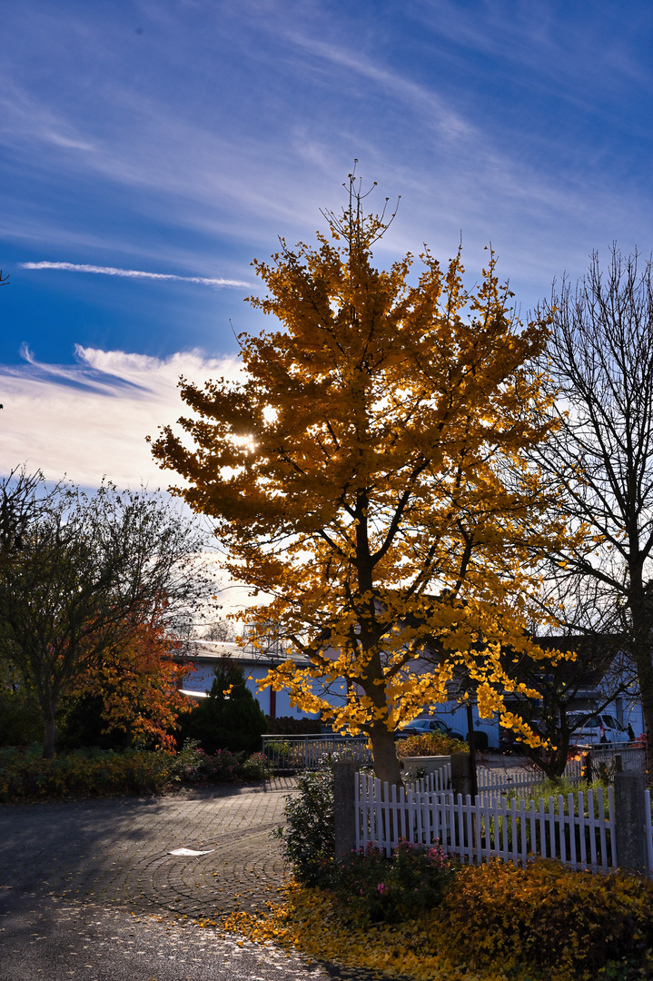 Sonntagsspaziergang mit Ginkgobaum