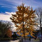 Sonntagsspaziergang mit Ginkgobaum