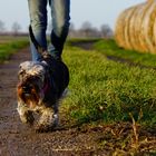 Sonntagsspaziergang mit Hund