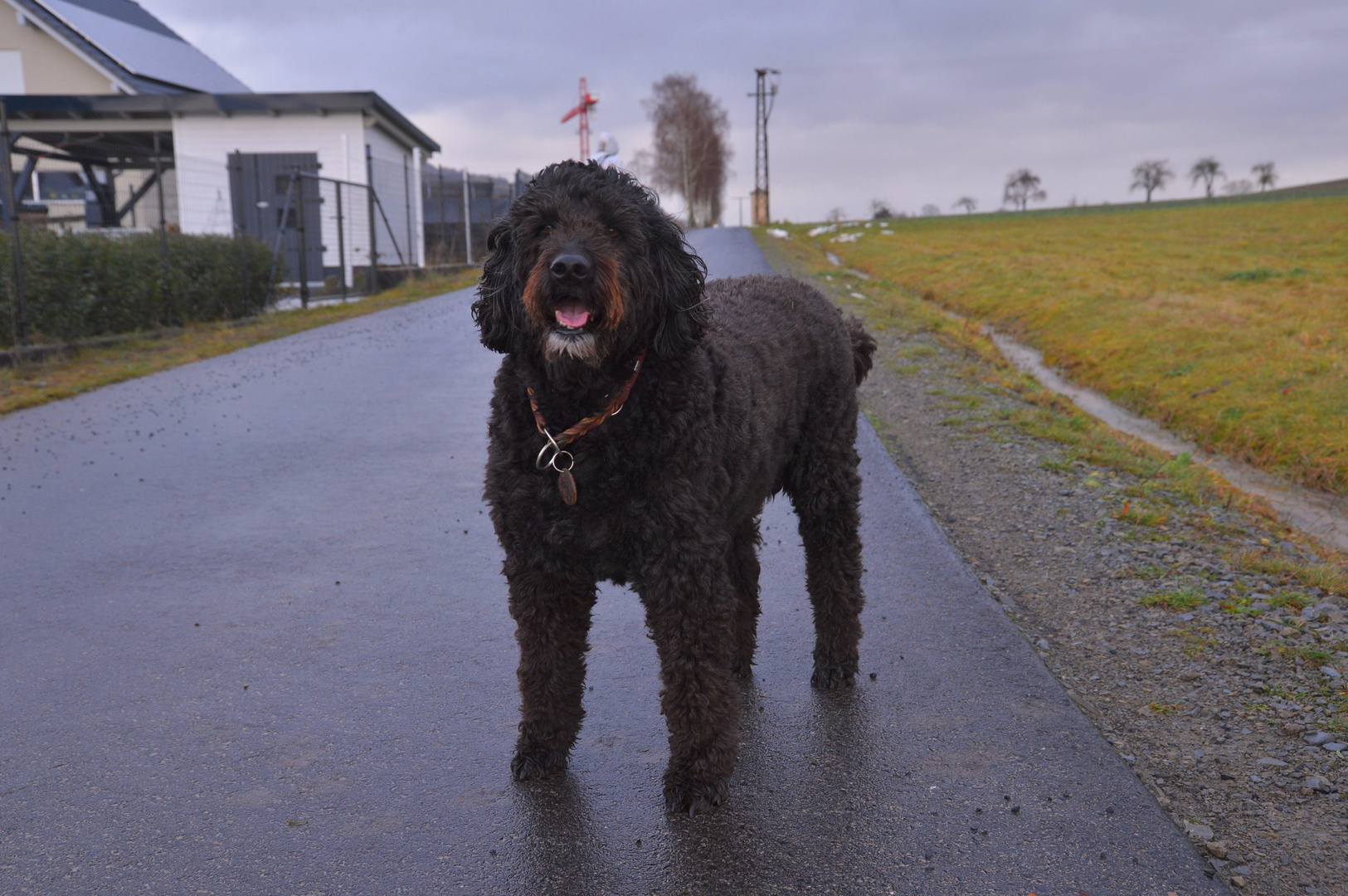 Sonntagsspaziergang mit unserer Wicky-Emily