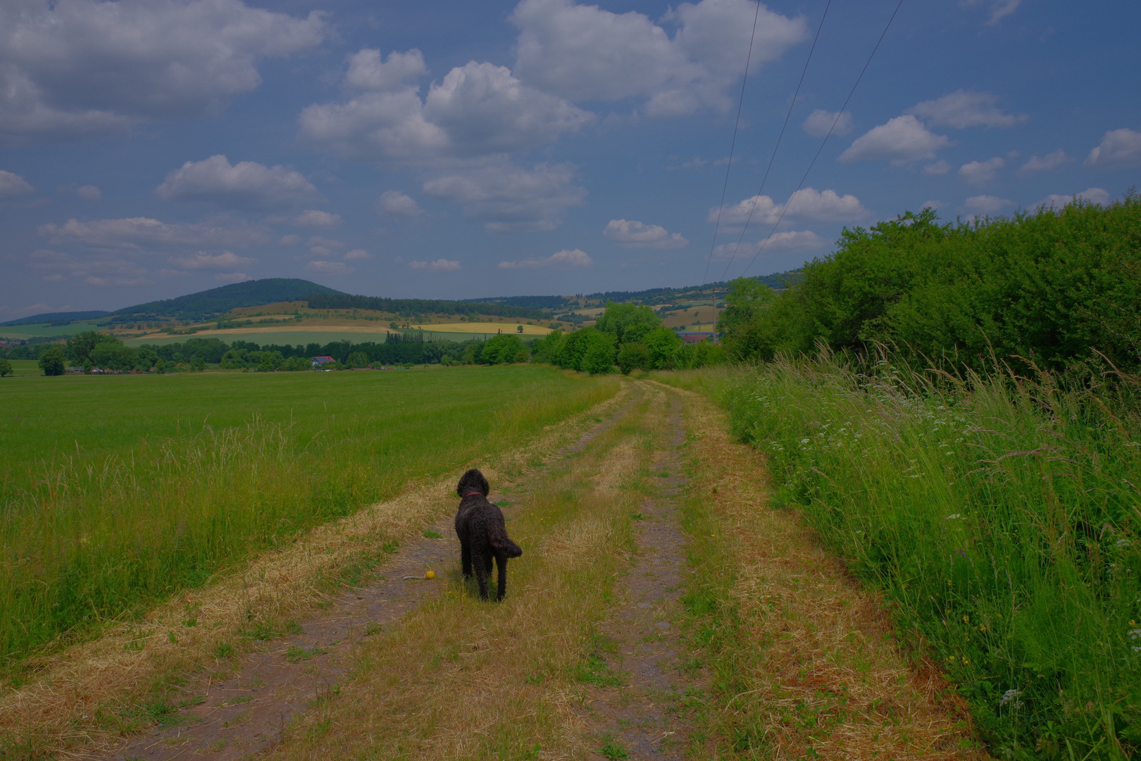 Sonntagsspaziergang mit Wicky-Emily