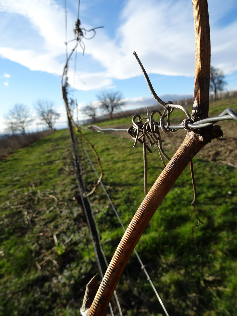 Sonntagsstille in den Weinbergen