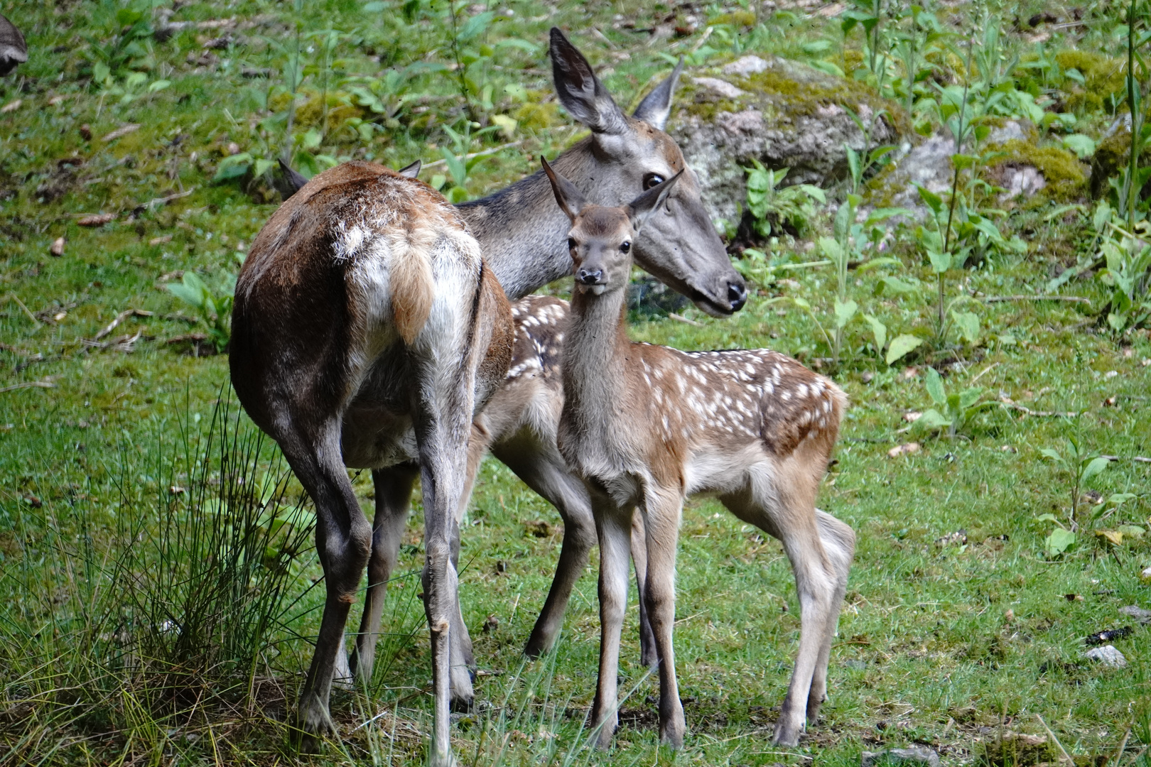 Sonntagstour durch das Wildgehege St.Blasien