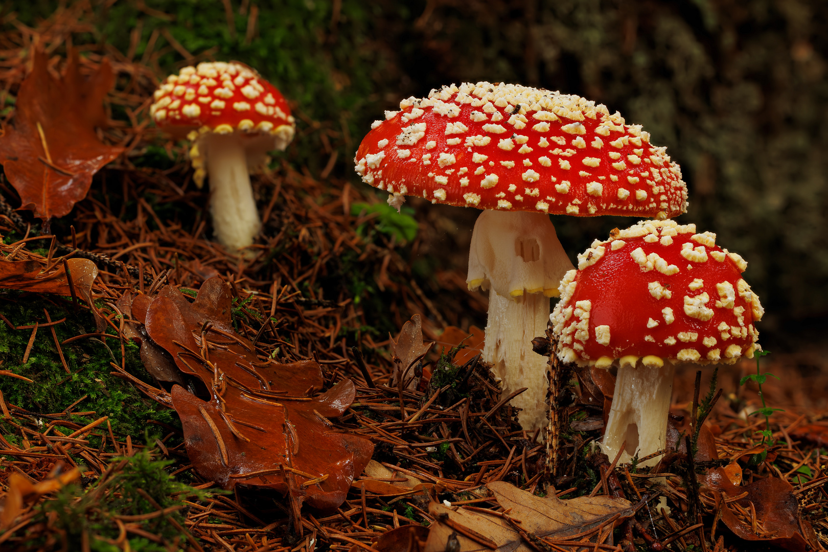 Sonntagstreffen der Familie Fliegenpilz