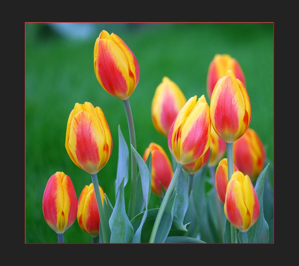 Sonntagstulpen # Tulipanes para el domingo