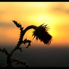 Sonnuntergang auf der Schwäbischen Alb