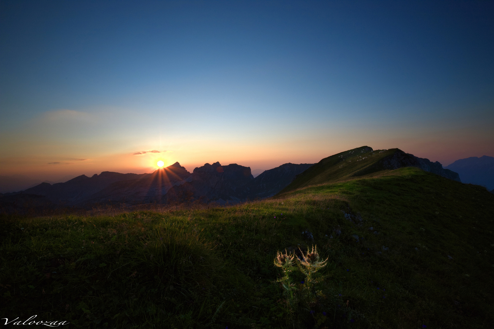 Sonnwendjoch-zwei Disteln