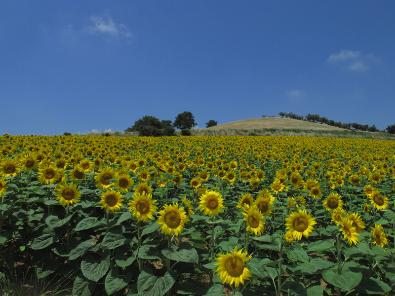 Sono arrivati i girasoli. Abruzzo, Collina di Pineto 13/6/2009