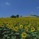 Sono arrivati i girasoli. Abruzzo, Collina di Pineto 13/6/2009