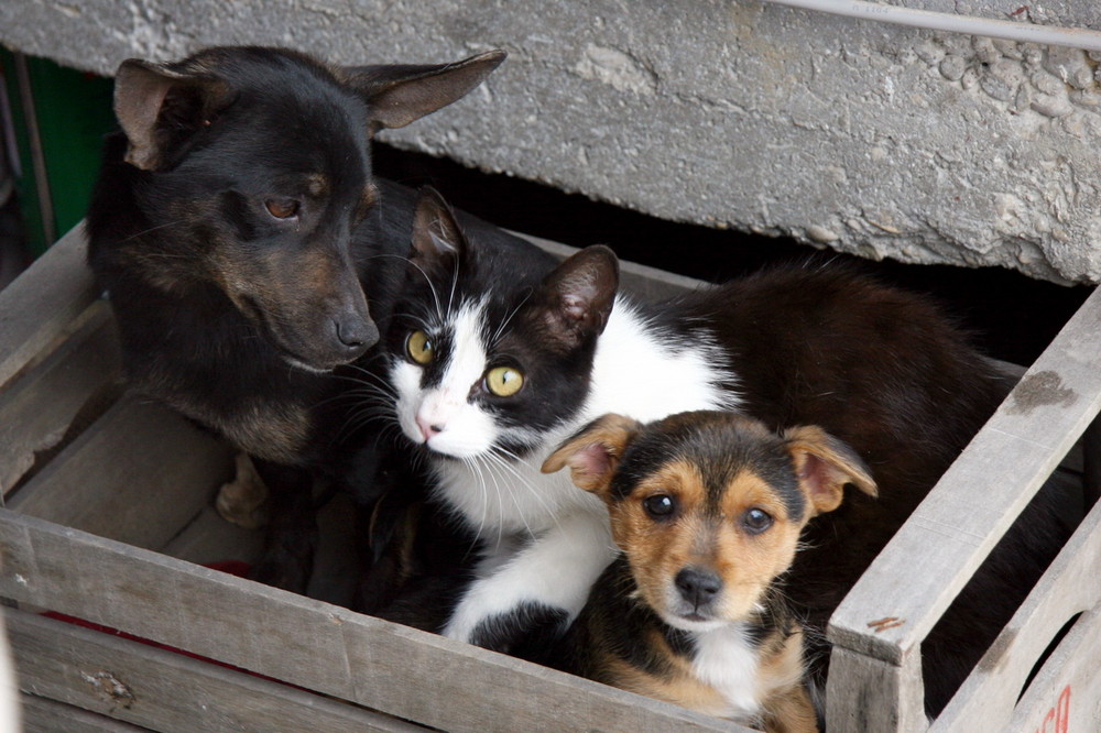 Sono come cane e gatto...!!! Cioè?