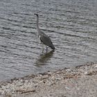 Sono sul lago di Como...