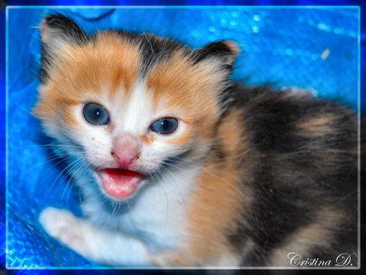 Sono teribbilleeeeeee.... spetta che mi spuntino i denti e te faccio vedè!!!:)))