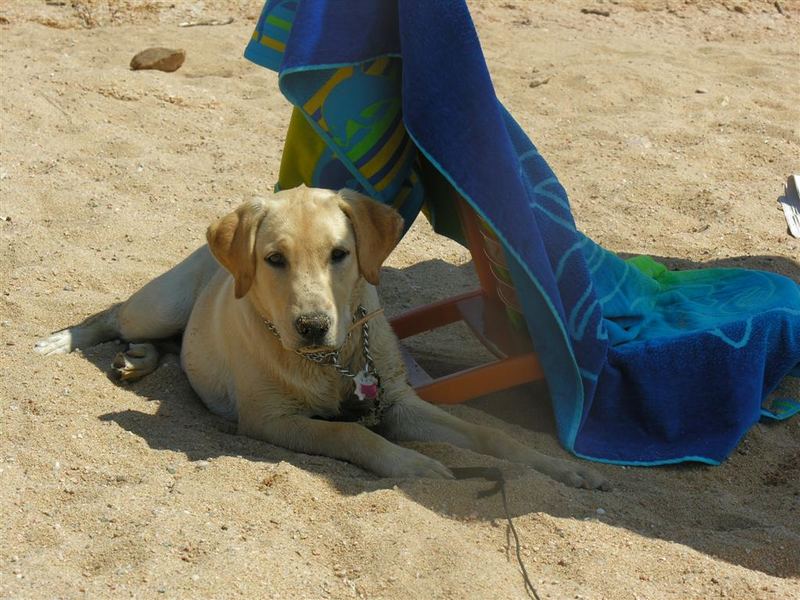 Sono una cagnolina o una principessa!?