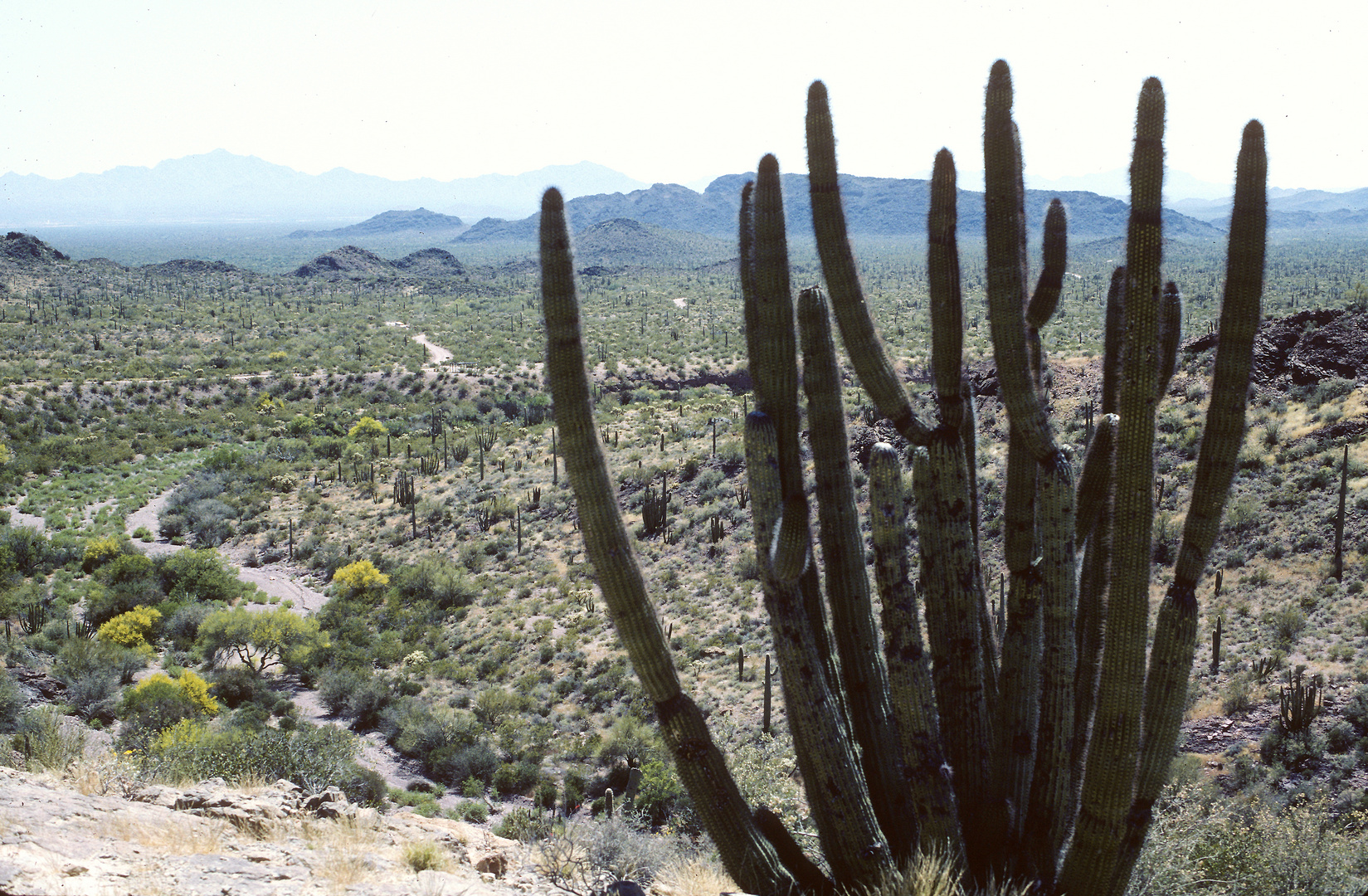 Sonora Desert (2), Organ Pipe Cactus National Monument, AZ ,USA