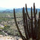 Sonora Desert (2), Organ Pipe Cactus National Monument, AZ ,USA