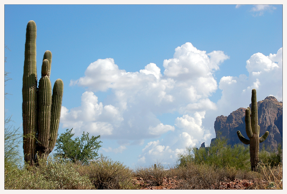 Sonora Desert