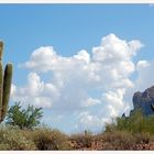 Sonora Desert