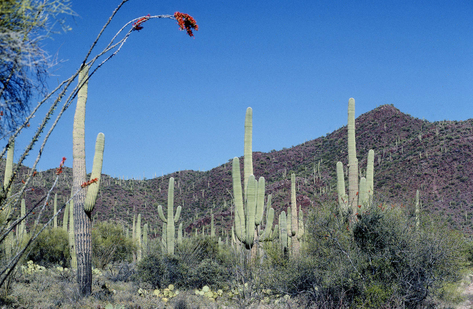 Sonora Desert, AZ bis NM, USA