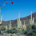 Sonora Desert, AZ bis NM, USA