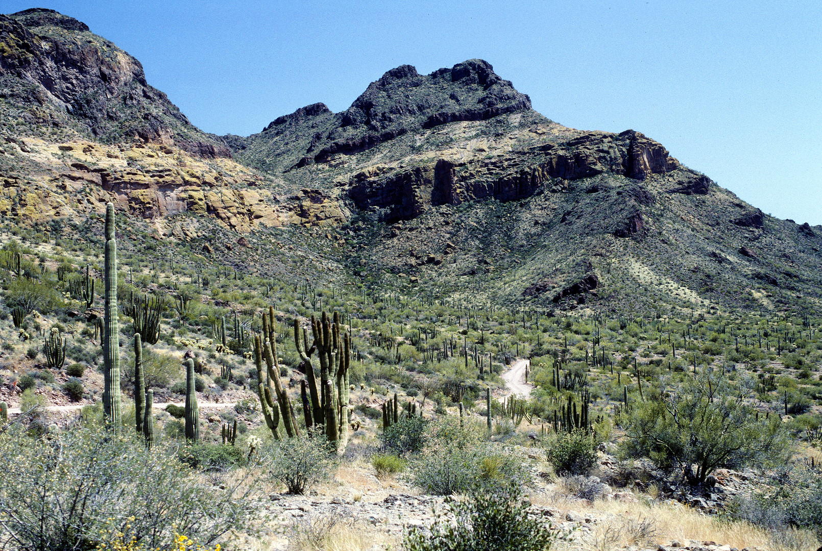 Sonora Desert, Organ Pipe Cactus National Monument, AZ USA