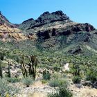Sonora Desert, Organ Pipe Cactus National Monument, AZ USA
