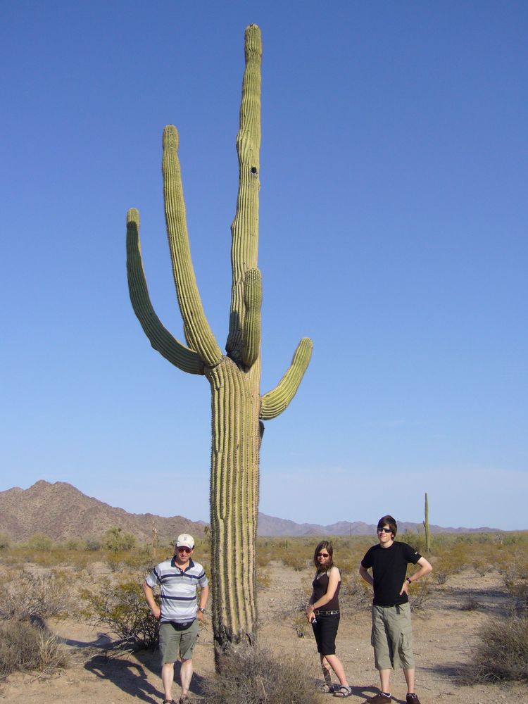 Sonora-Wüste - nahe Phoenix