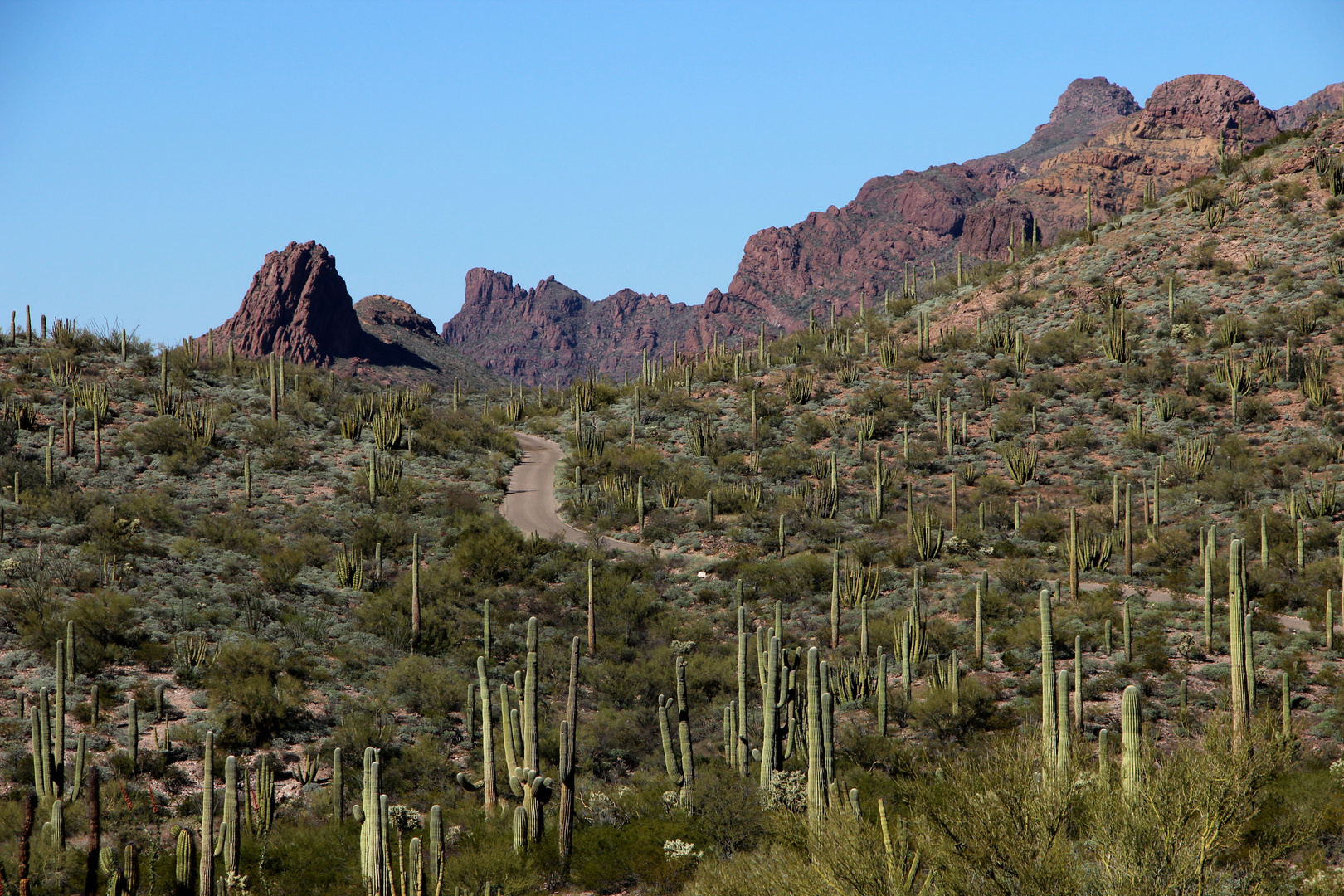 Sonora Wüste - Organ Pipe Cactus NM - Arizona
