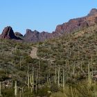 Sonora Wüste - Organ Pipe Cactus NM - Arizona