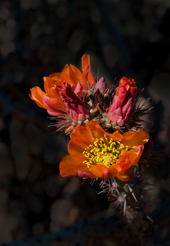 Sonoran Bloom