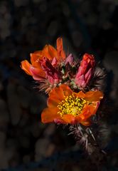 Sonoran Bloom