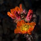 Sonoran Bloom