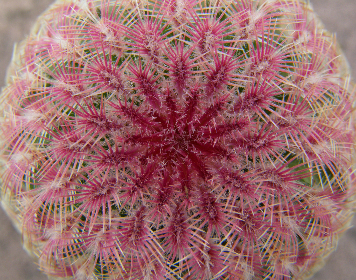 Sonoran Rainbow Cactus