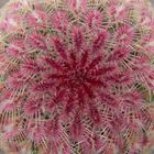 Sonoran Rainbow Cactus