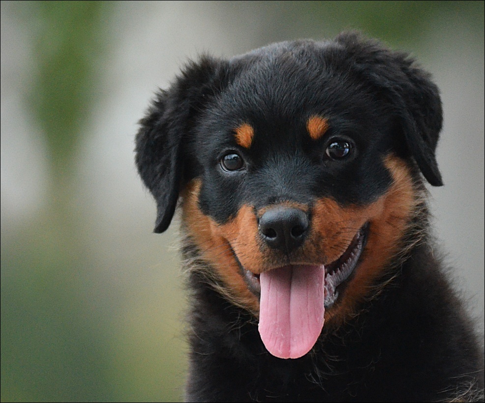 Sonrie