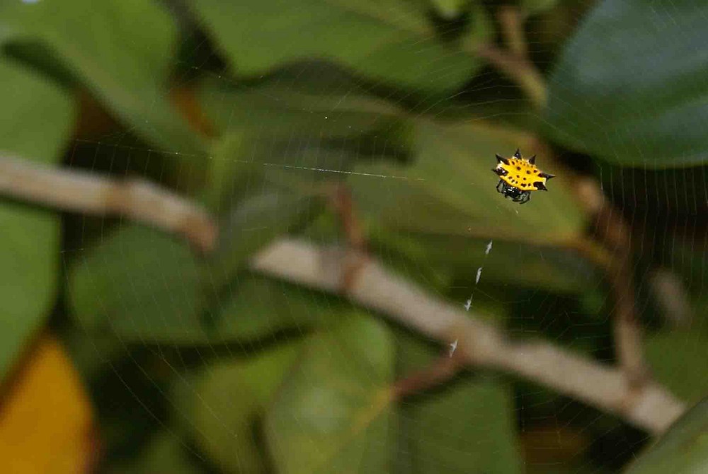 Sonriendole al fotógrafo