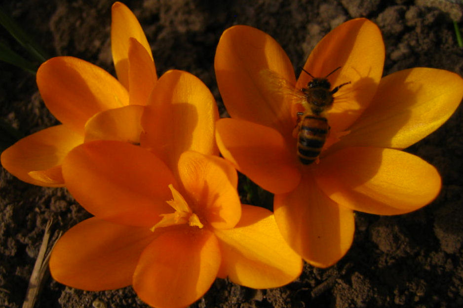 Sontagsblümchen mit Bienchen