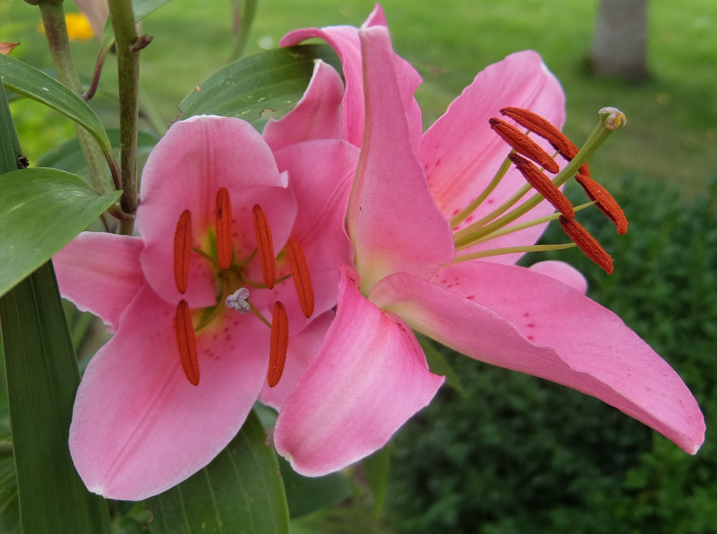 Sontagsgrüße aus meinem Garten