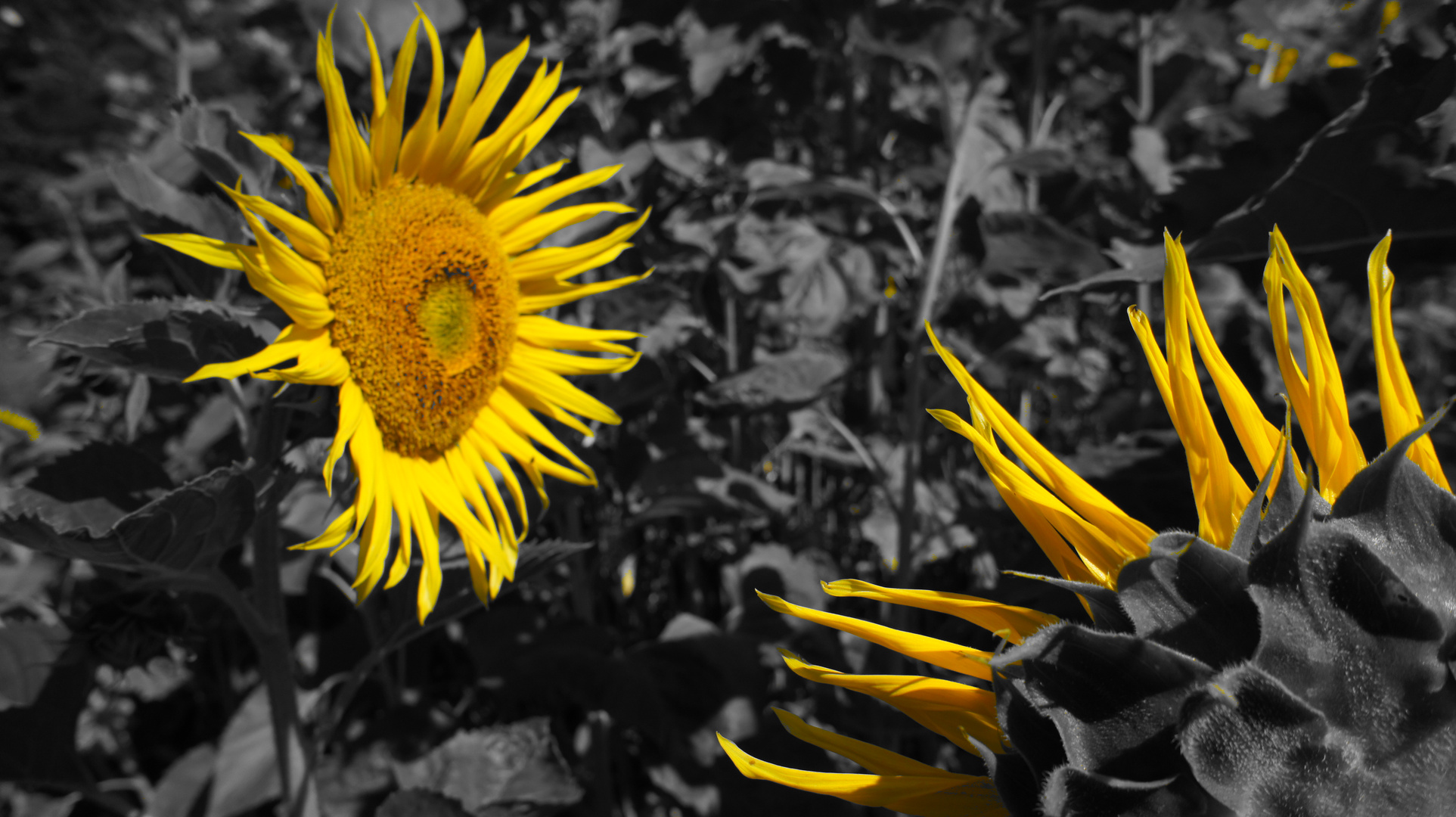 Sony Nex5 Sonnenblumen YellowBlack
