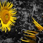 Sony Nex5 Sonnenblumen YellowBlack