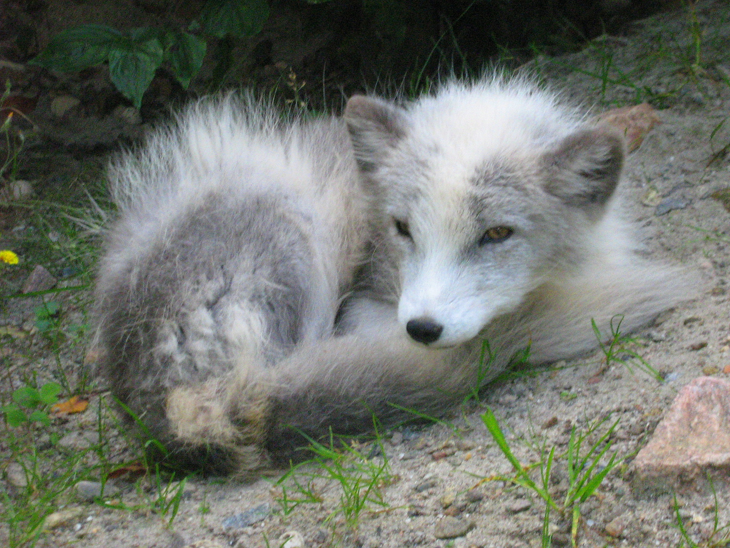 soo müde... Polarfuchs