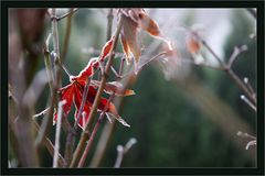 Soo schön war der Herbst