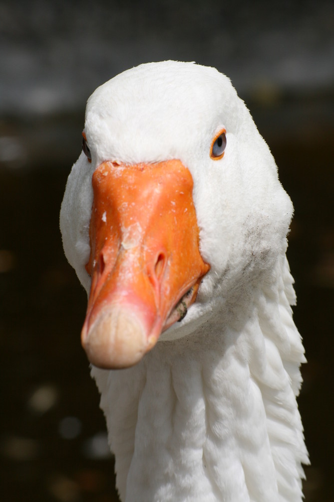 soo schööne augen..