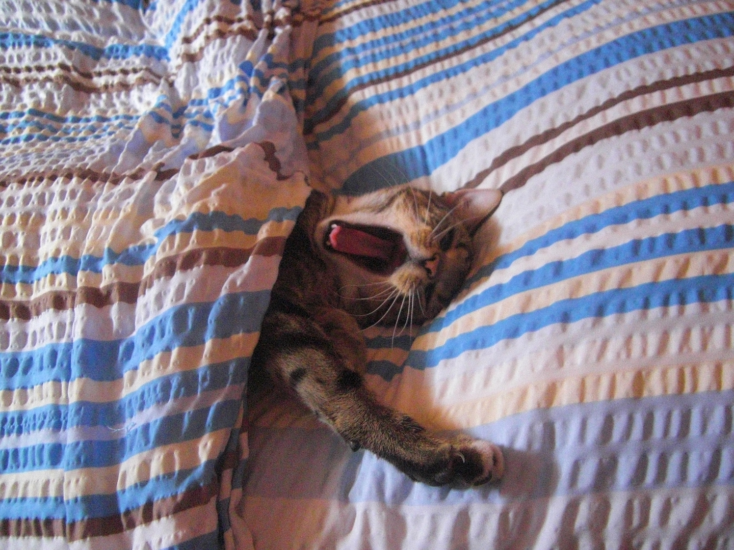 Sooo Ein Grosses Bett Foto Bild Tiere Haustiere Katzen Bilder Auf Fotocommunity