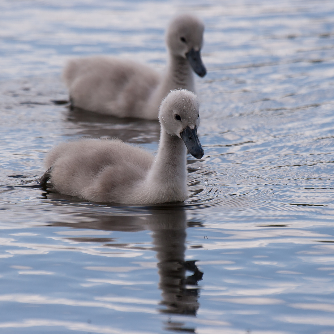 sooo flauschig II