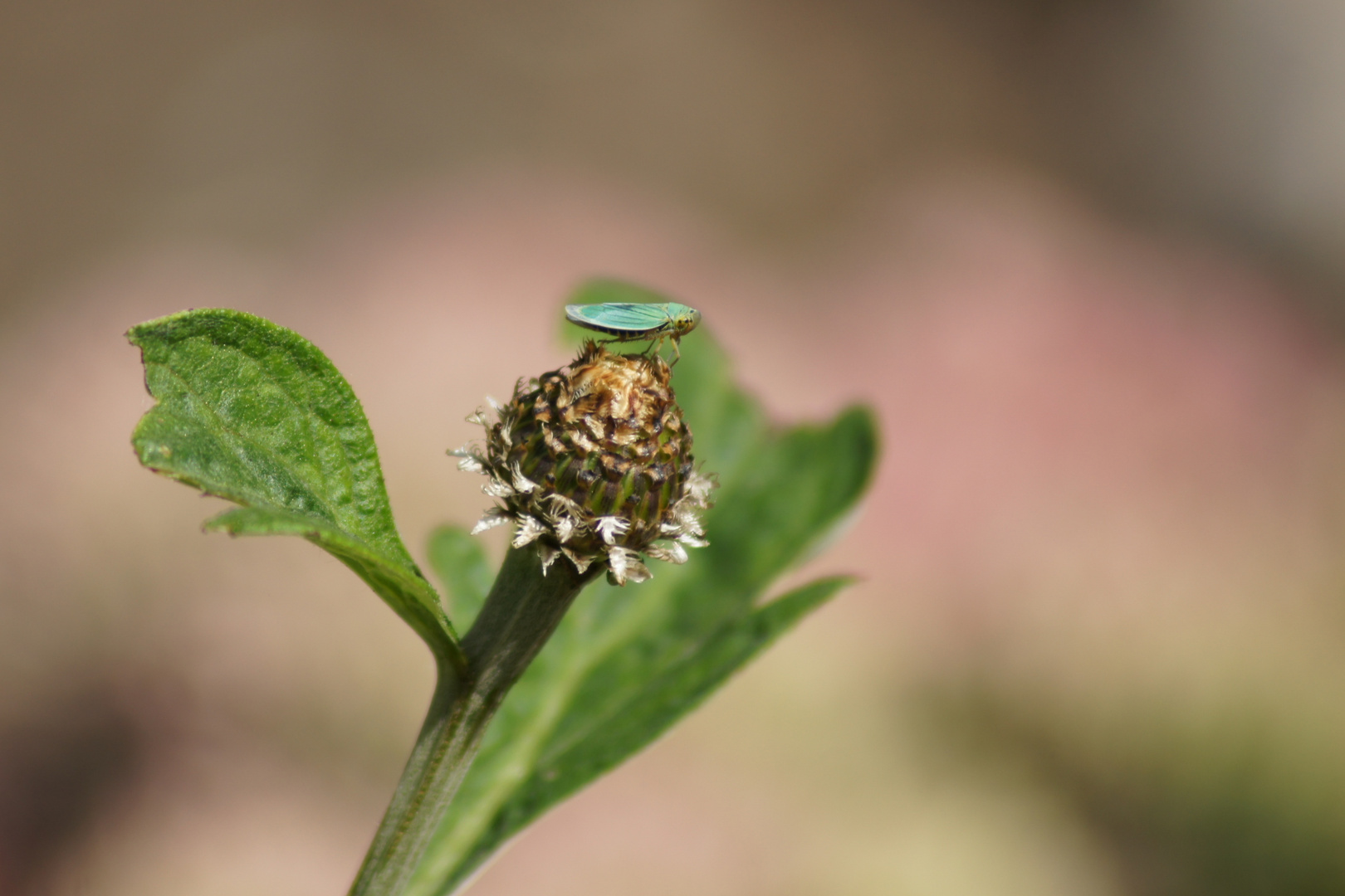 Sooo groß, 1,8mm