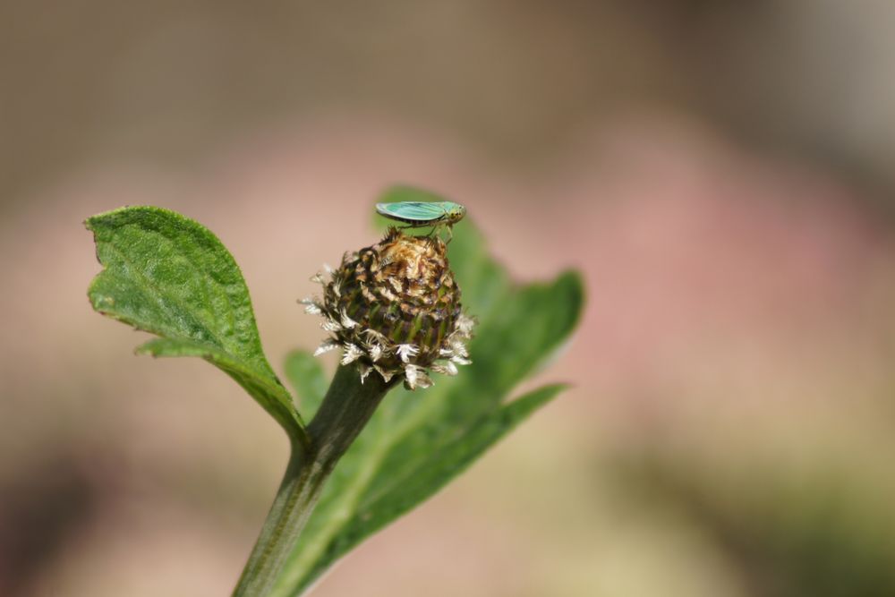 Sooo groß, 1,8mm