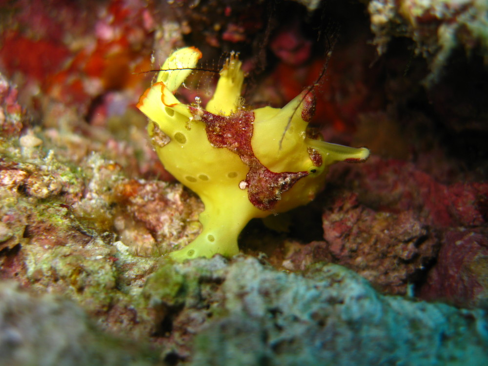 Sooo klein und schon ein Frogfish